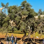 Excursiones Privadas desde MarrakechEssaouira  Escapada entre el océano y la historia