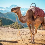 Excursiones Privadas desde MarrakechLos 3 Valles  Naturaleza y tradiciones