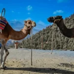 Excursiones Privadas desde MarrakechValle de Ourika  Pueblos y cascadas